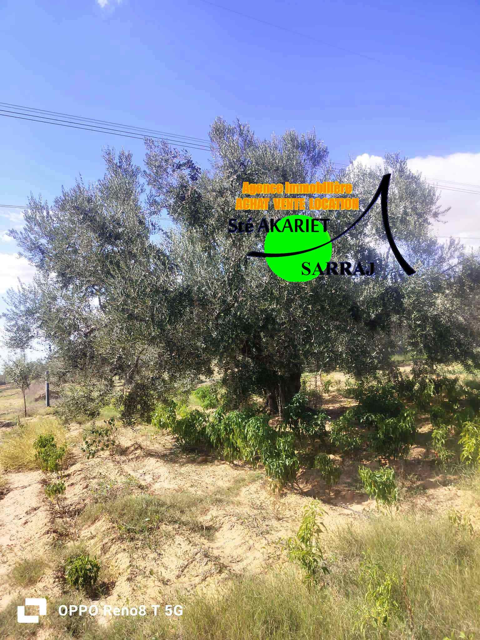 Kalaa El Kebira Kalaa El Kebira Terrain Terrain agricole Senia 5300m sur la route goudronne kalaa kebira