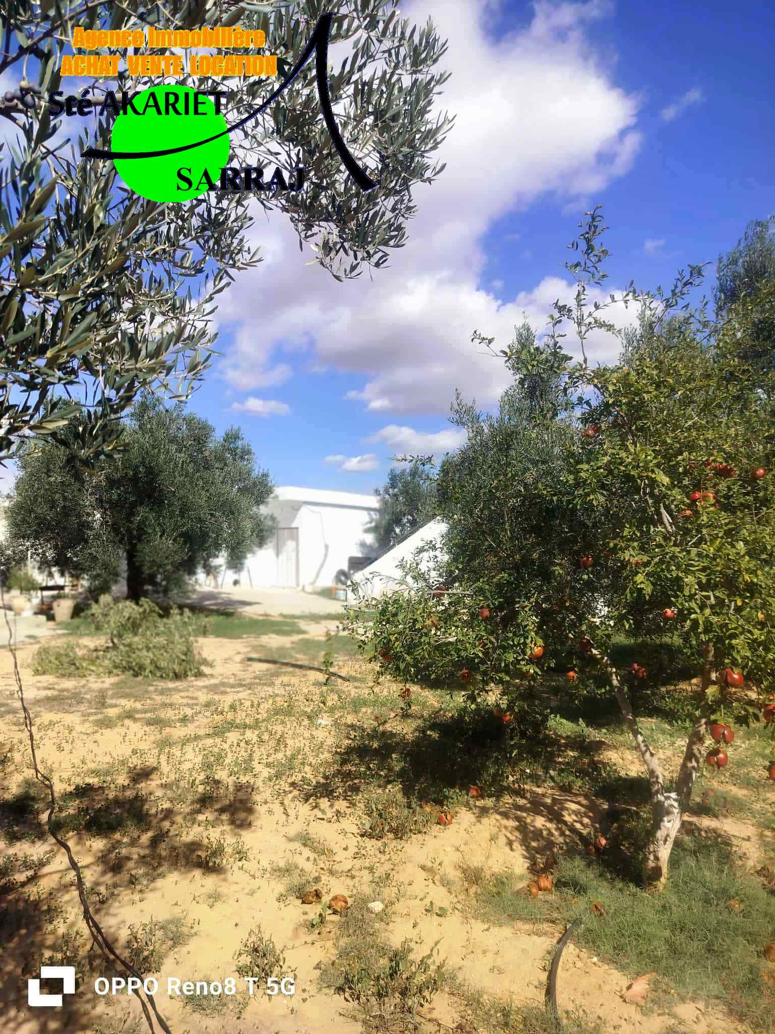 Kalaa El Kebira Kalaa El Kebira Terrain Terrain agricole Senia 5300m sur la route goudronne kalaa kebira