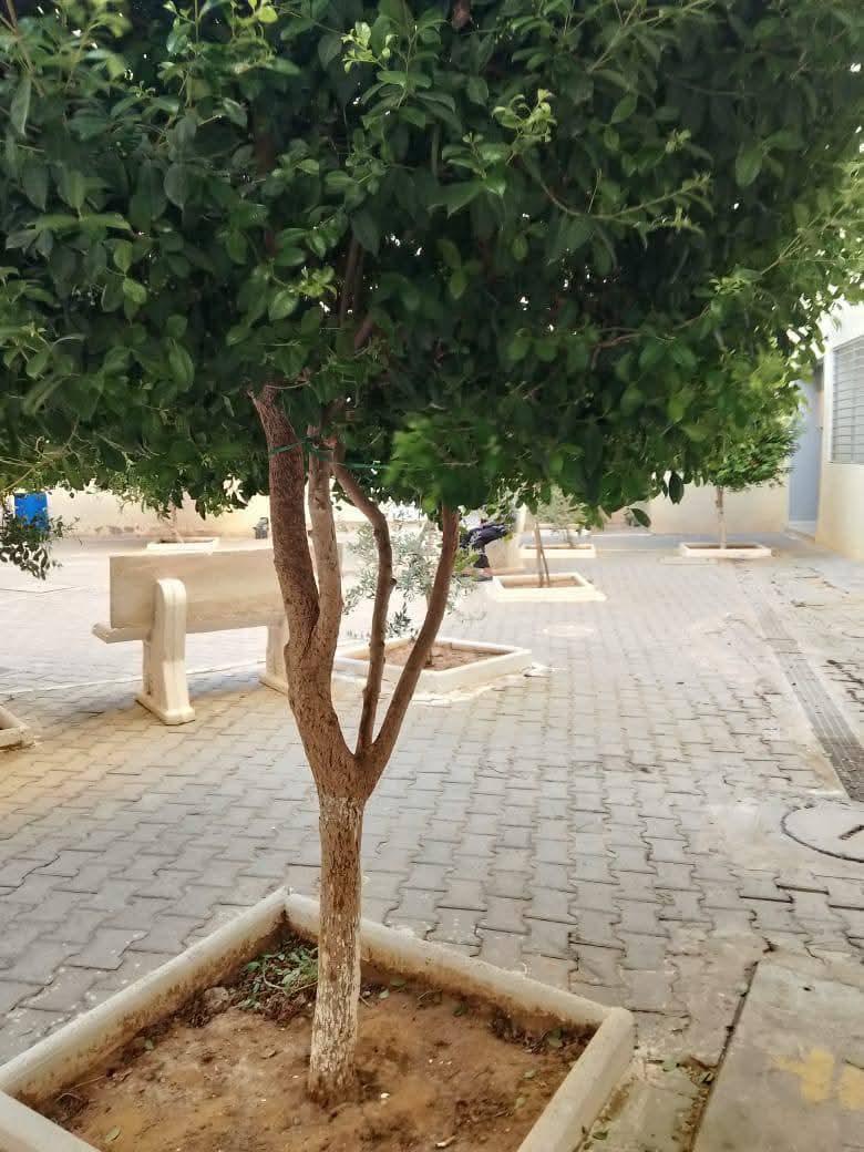 Mornag Mornag Location Appart. 3 pices Appartement  morneg