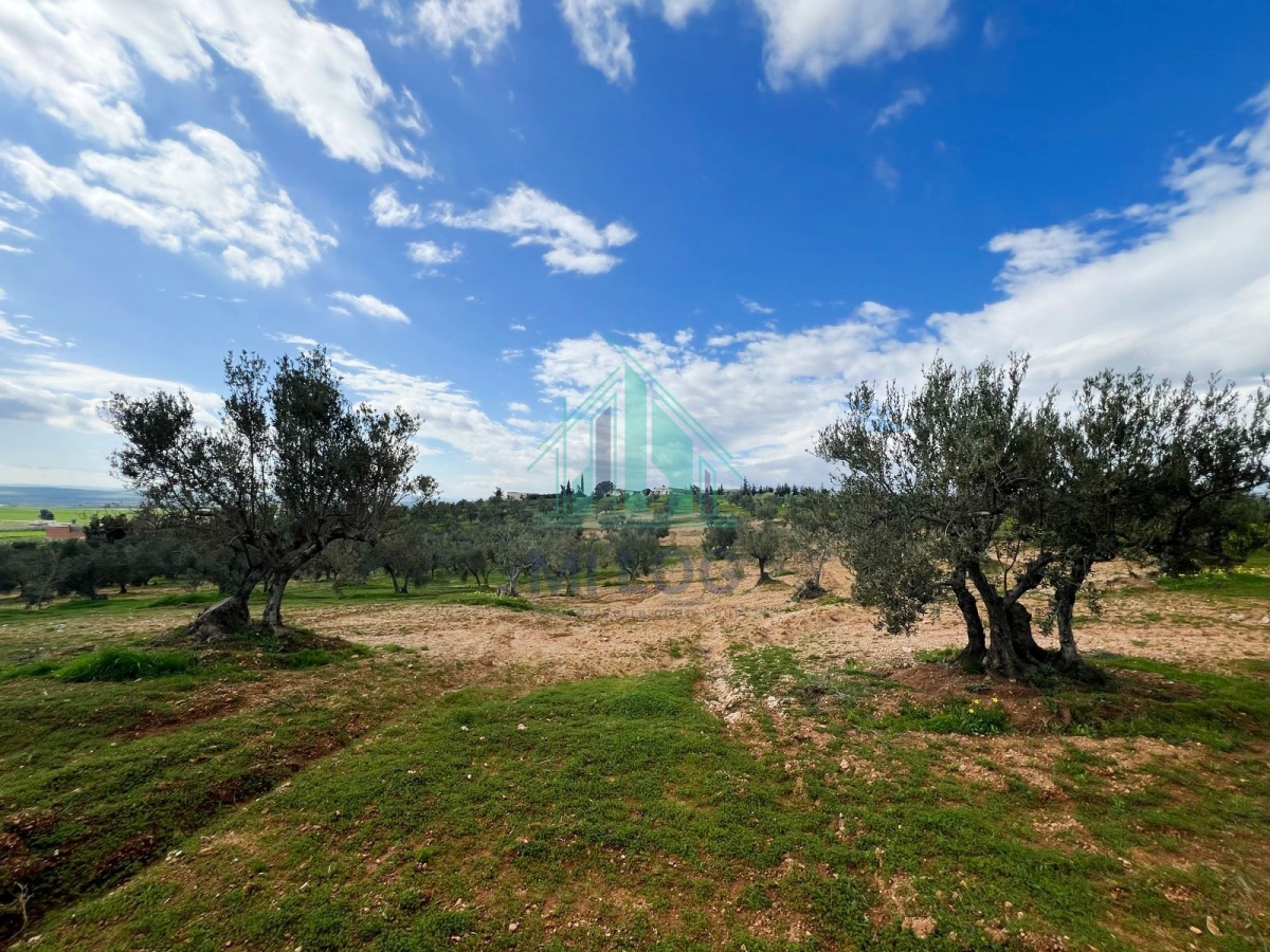 Tebourba&nbsp;Tebourba&nbsp;Vente&nbsp;Autre&nbsp;Ferme ol�icole de 16 hectares