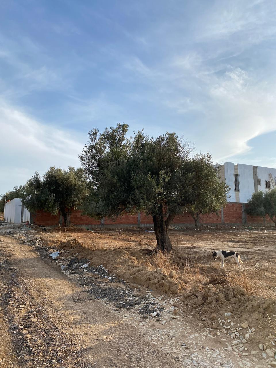 Kalaat Landlous El Misra Terrain Terrain nu Terrain 2000m  nahli