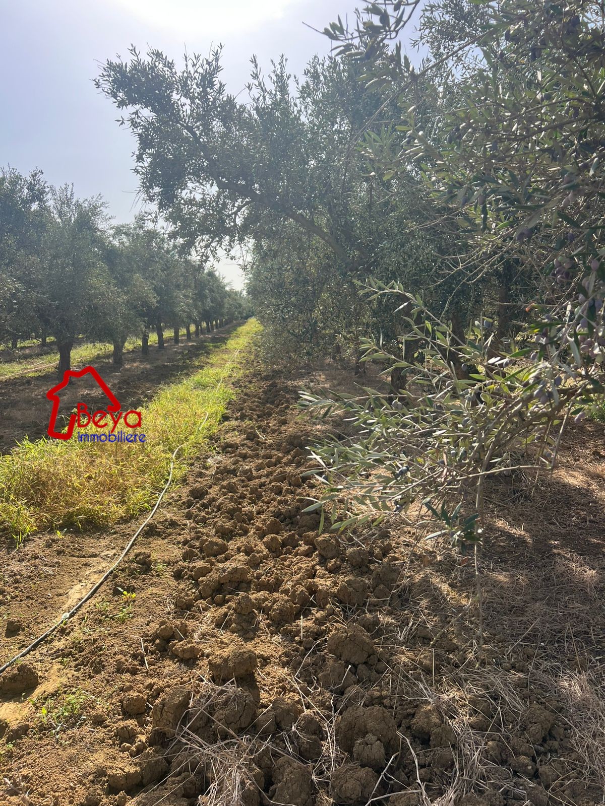 Terrain Terrain agricole