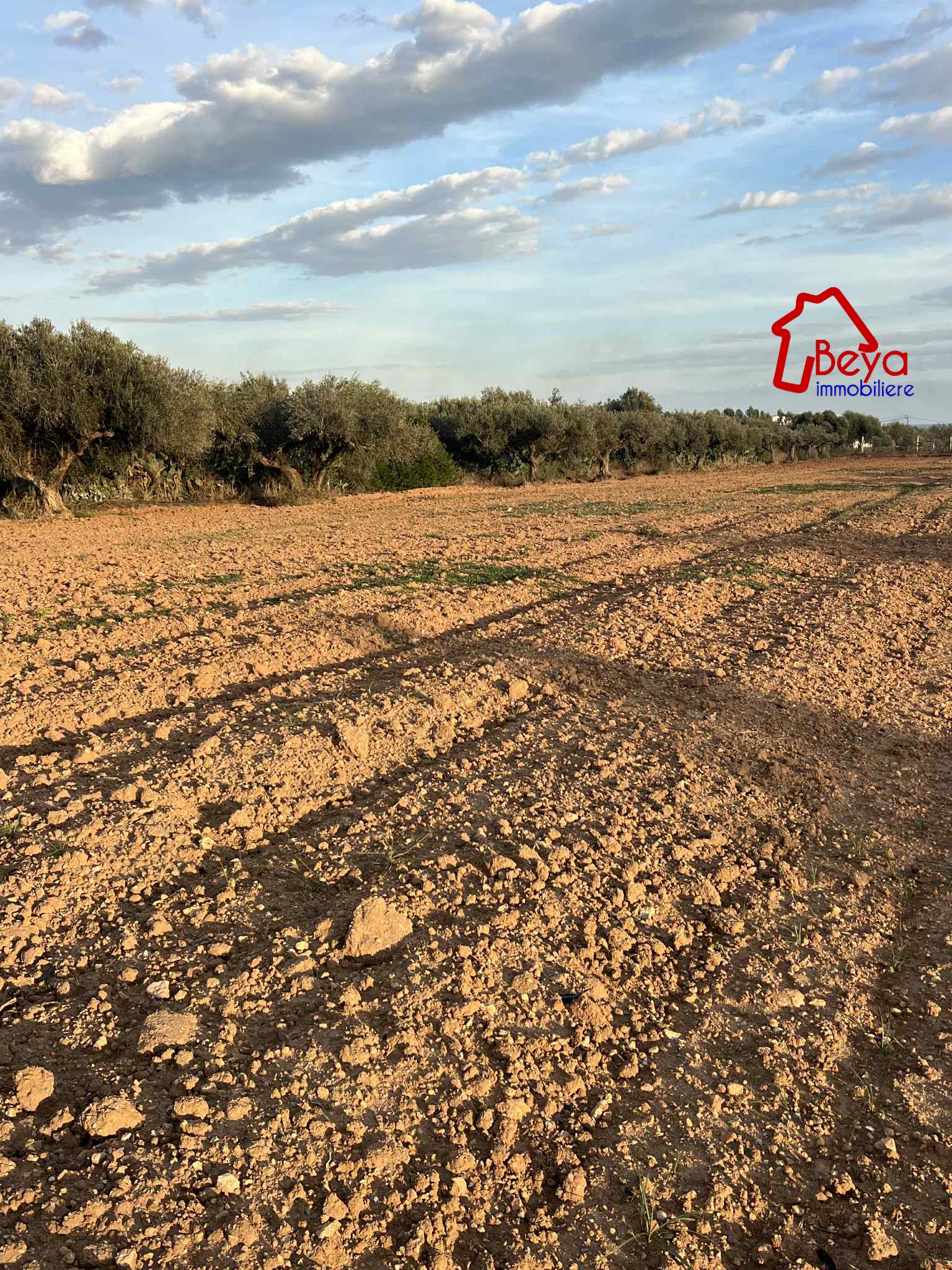 Beni Khiar Somaa Terrain Terrain agricole Terrain istambul vtm090