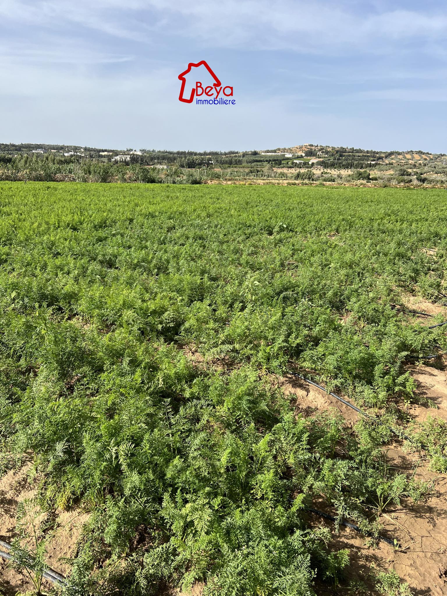 Terrain Terrain agricole