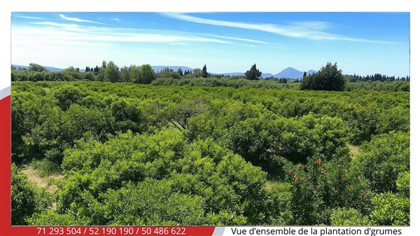 Soliman Soliman Terrain Terrain agricole Terrain agricole d'agrumes de 5 ha
