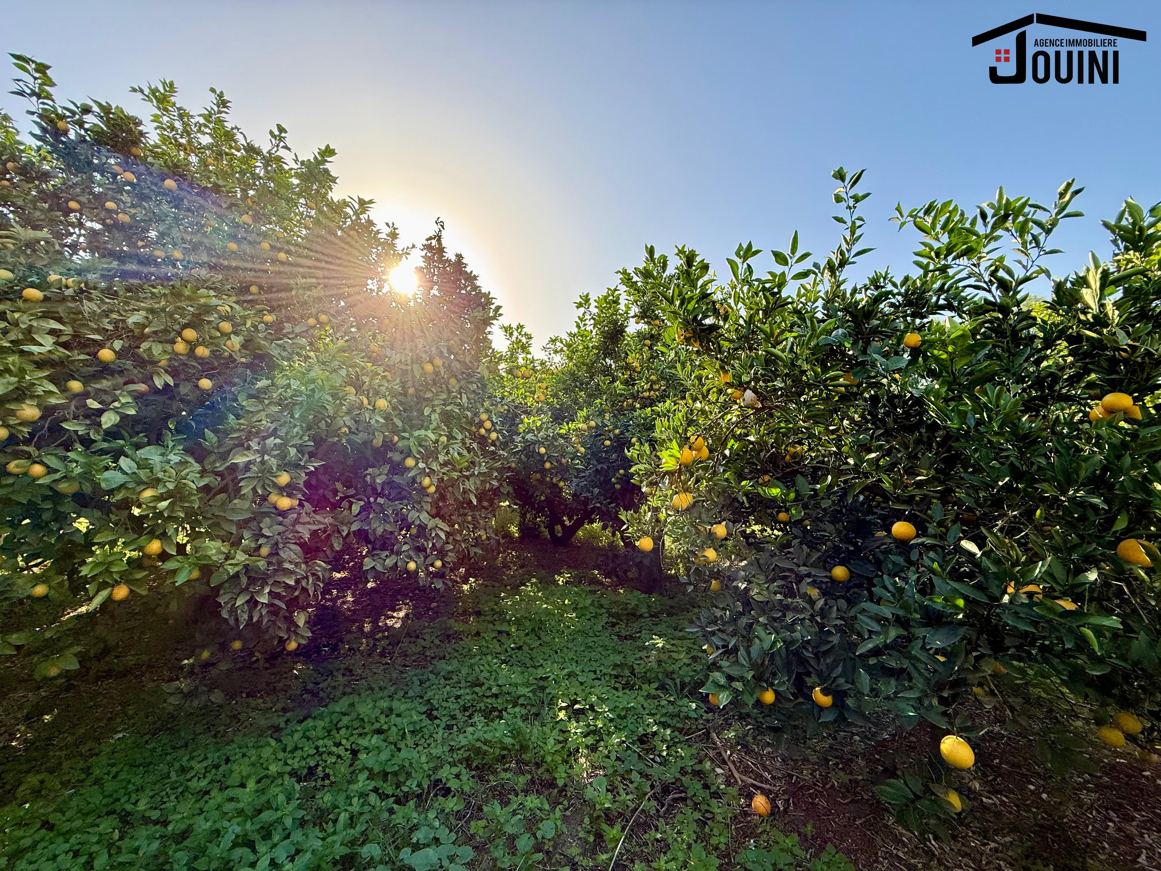 Terrain Terrain agricole