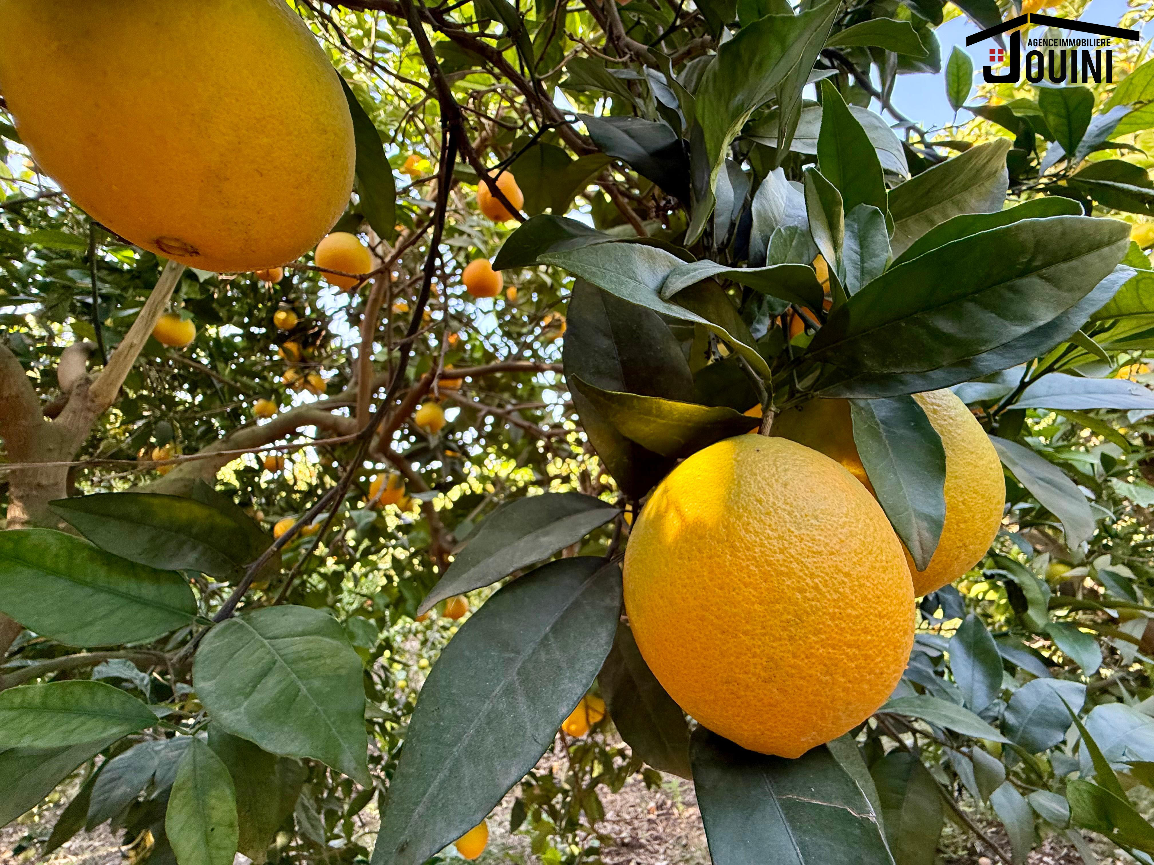 Beni Khalled Zaouiet Jedidi Terrain Terrain agricole Ferme agricole 11000 m2 zawiyet jdidi nabeul