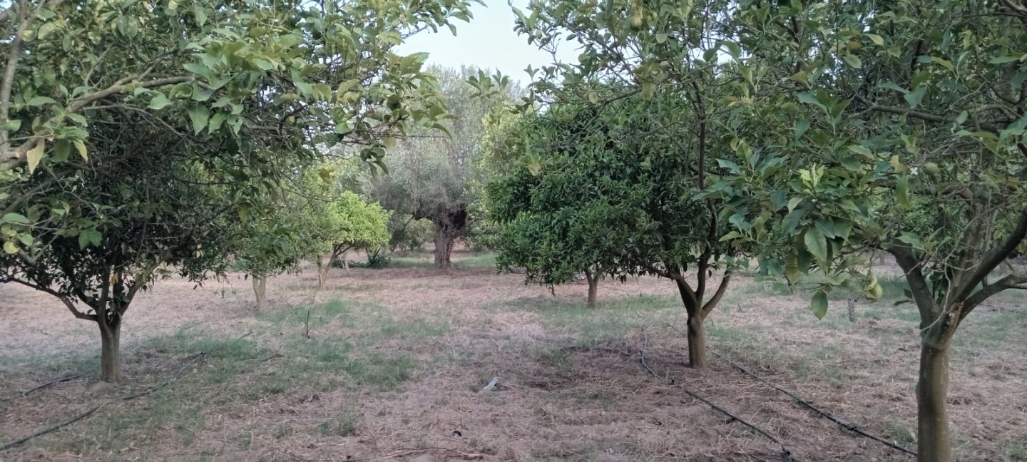 Bou Argoub Borj Hafaiedh Terrain Terrain agricole Verger un hectare et demi avec oliviers et agrumes