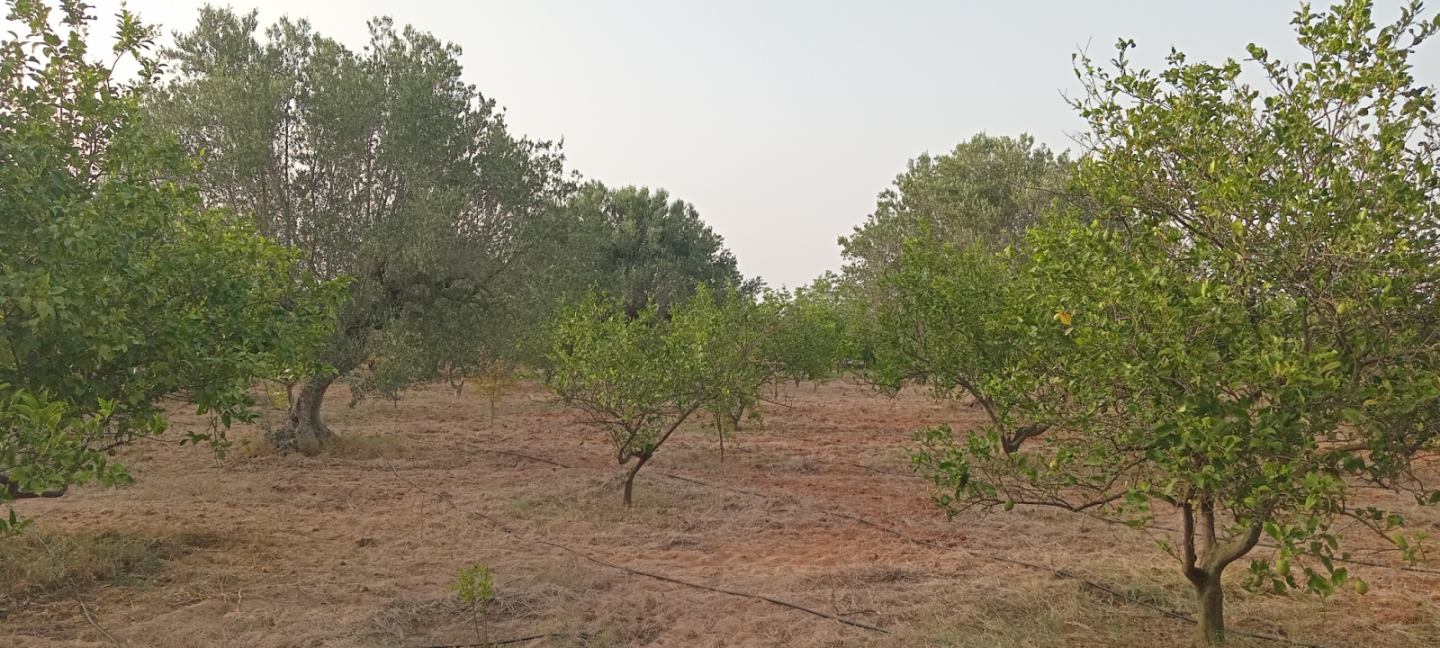 Bou Argoub Borj Hafaiedh Terrain Terrain agricole Verger un hectare et demi avec oliviers et agrumes