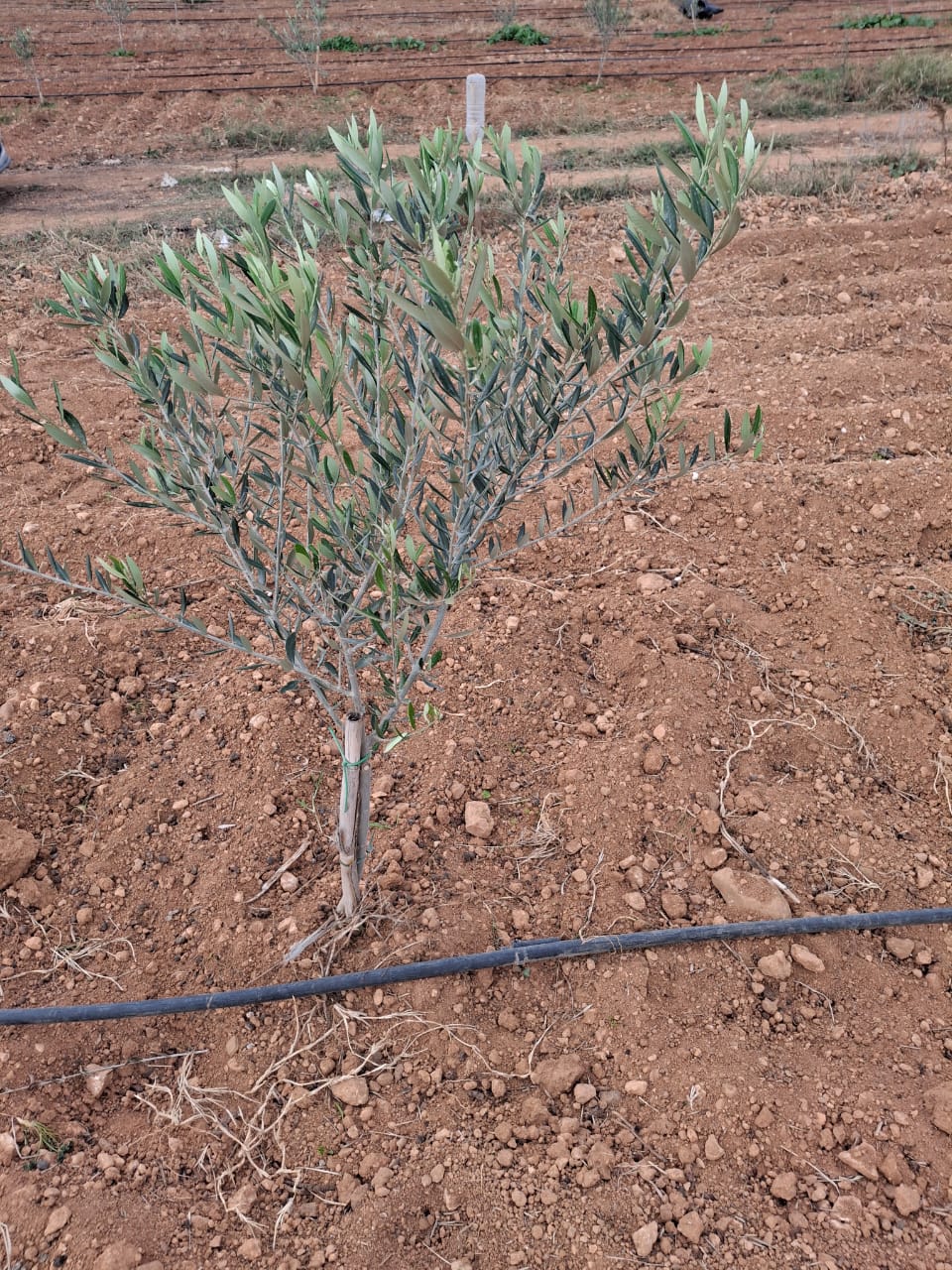 Mornag Jebel Ersass Jardinage Autre Bonne affaire