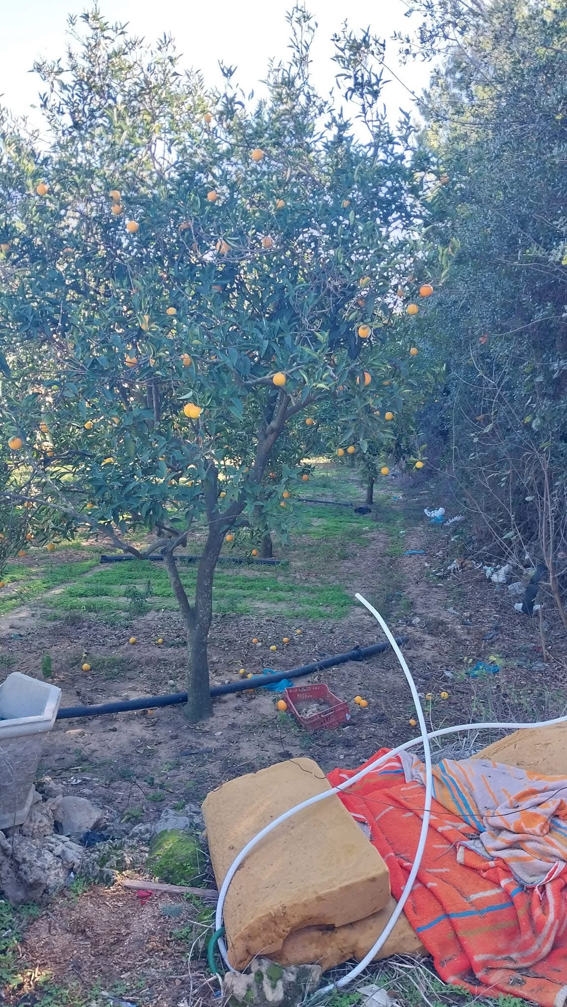 Ras Jebel Cite Kaa El Ballout Terrain Terrain agricole Lot de terrain  ras jebel bizerte