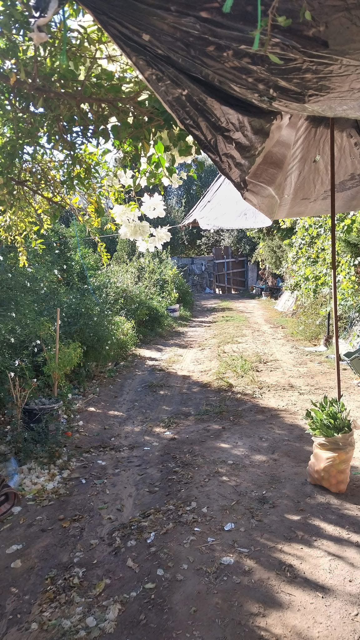 Ras Jebel Cite Kaa El Ballout Terrain Terrain agricole Lot de terrain  ras jebel bizerte