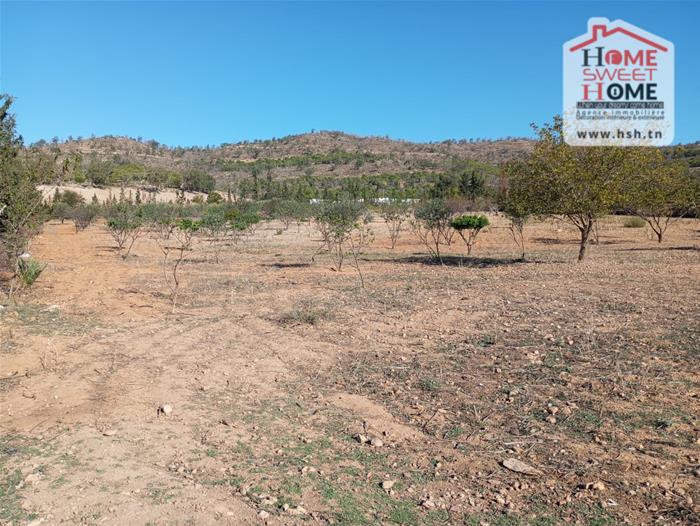 Mejez El Bab&nbsp;Mejez El Bab&nbsp;Terrain&nbsp;Terrain agricole&nbsp;Terrain agricole agrisol � mjez el beb