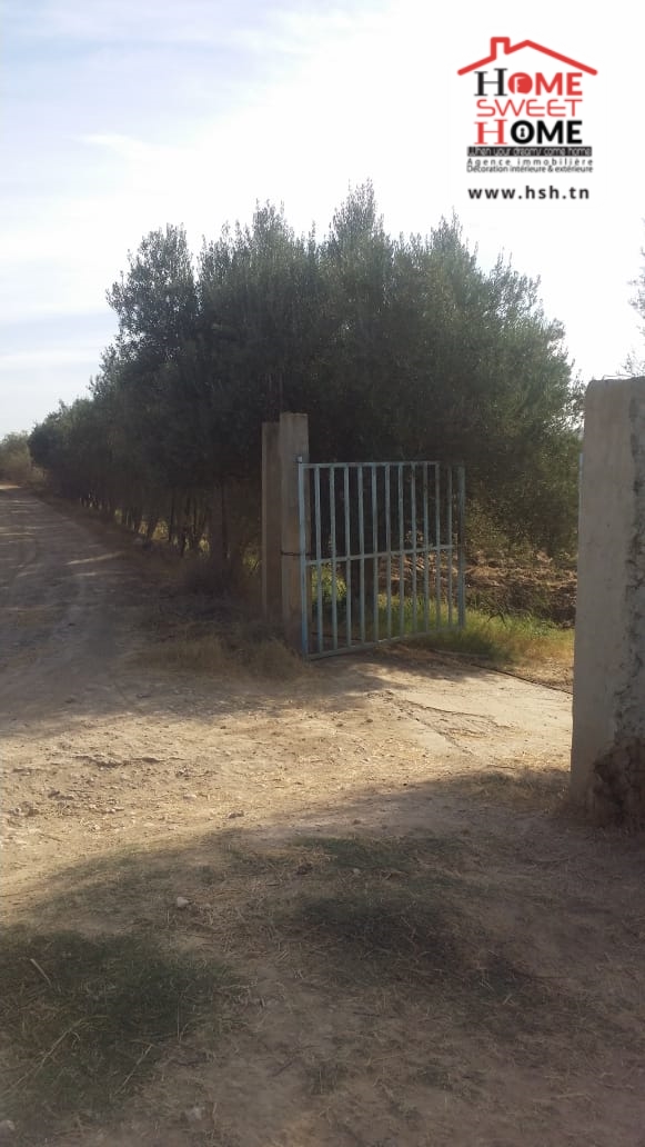 Testour Esslouguia Terrain Terrain agricole Terrain agricole meriah  slouguia tastour