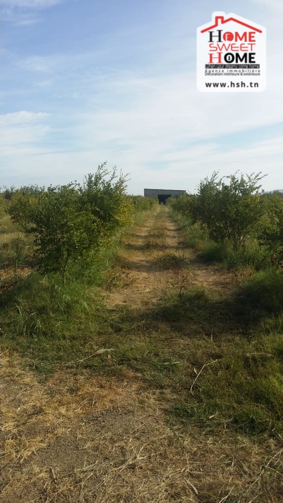 Testour Esslouguia Terrain Terrain agricole Terrain agricole meriah  slouguia tastour