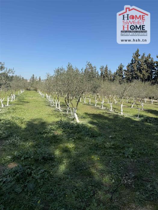 Le Kef Est Le Kef Terrain Terrain agricole Terrain agricole olivara  boulifa le kef