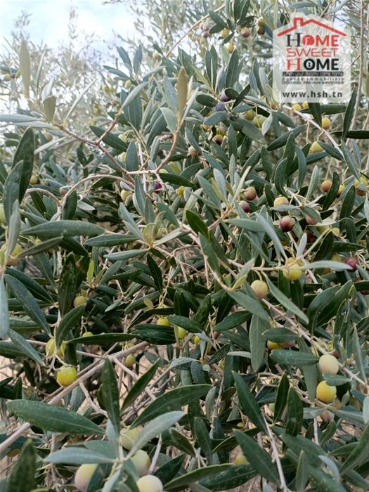 Le Kef Est Le Kef Terrain Terrain agricole Terrain agricole olivara  boulifa le kef