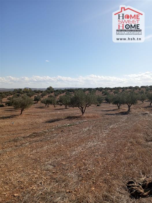 Mejez El Bab&nbsp;Mejez El Bab&nbsp;Terrain&nbsp;Terrain agricole&nbsp;Terrain agricole solia � mjez el beb