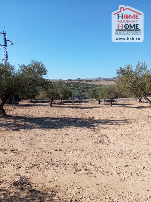 Testour Testour Terrain Terrain nu Dpt frigorifique cultiva  testour