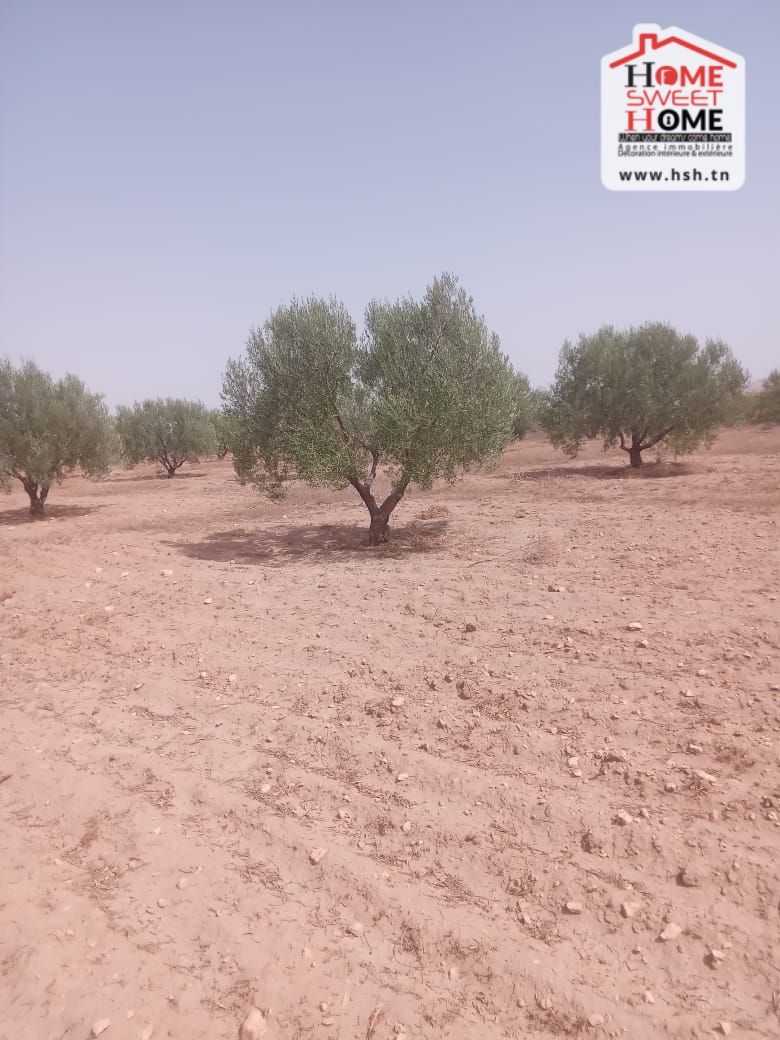 Gafsa Nord&nbsp;Echabiba&nbsp;Terrain&nbsp;Terrain agricole&nbsp;Terrain agricole fuji � nadhour