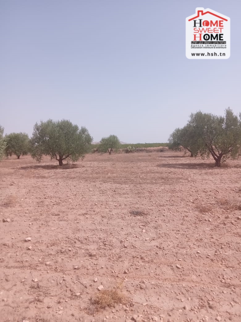 Gafsa Nord&nbsp;Echabiba&nbsp;Terrain&nbsp;Terrain agricole&nbsp;Terrain agricole fuji � nadhour