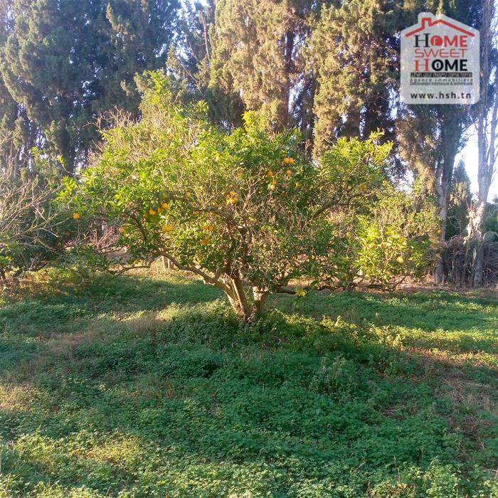 Terrain Terrain agricole