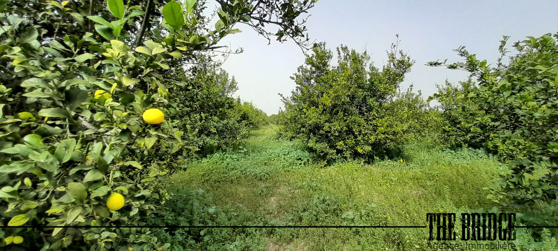 Terrain Terrain agricole