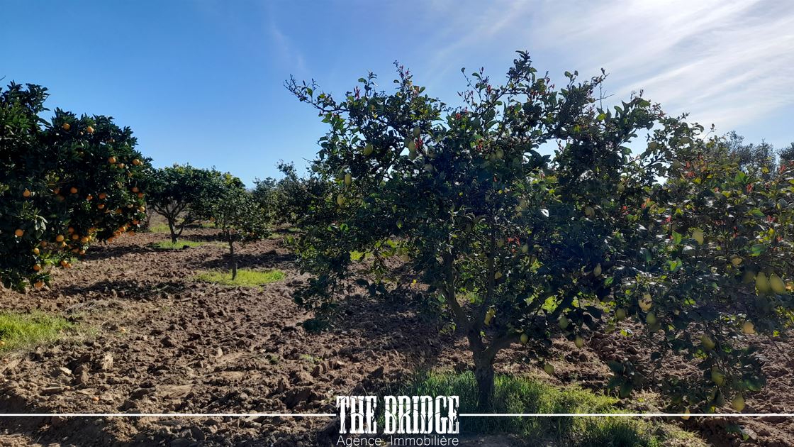 Bou Argoub El Mhedhba Terrain Terrain agricole Ferme   mhedhba route nabeul