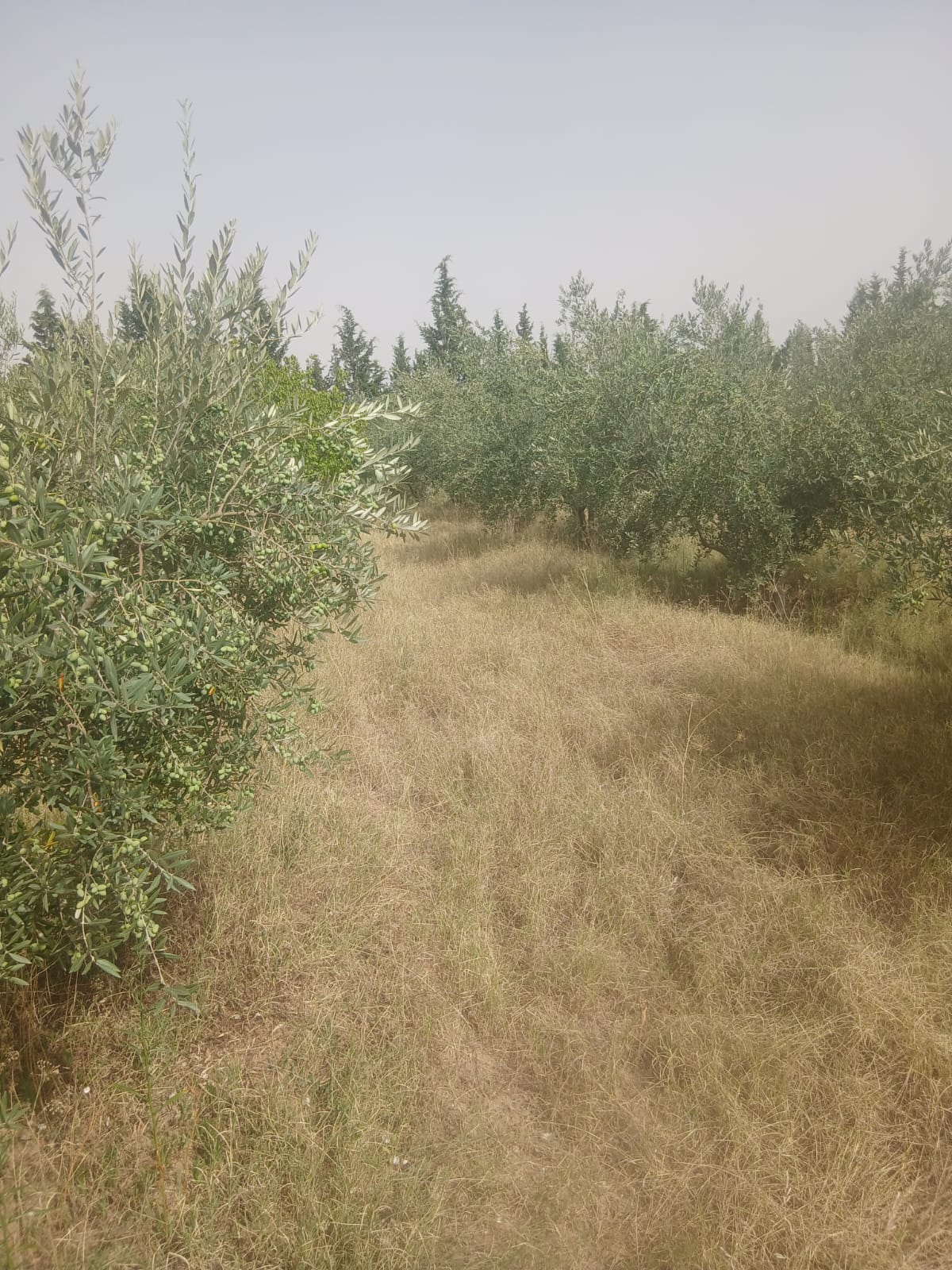 Terrain&nbsp;Terrain agricole