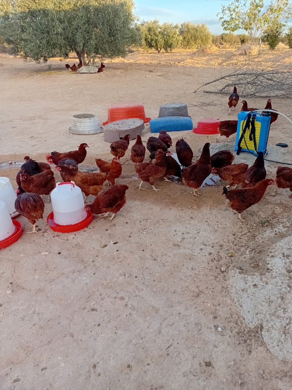 Kalaat Landlous Borj El Hadj Autre Autre Des oeuf bio tunisiens