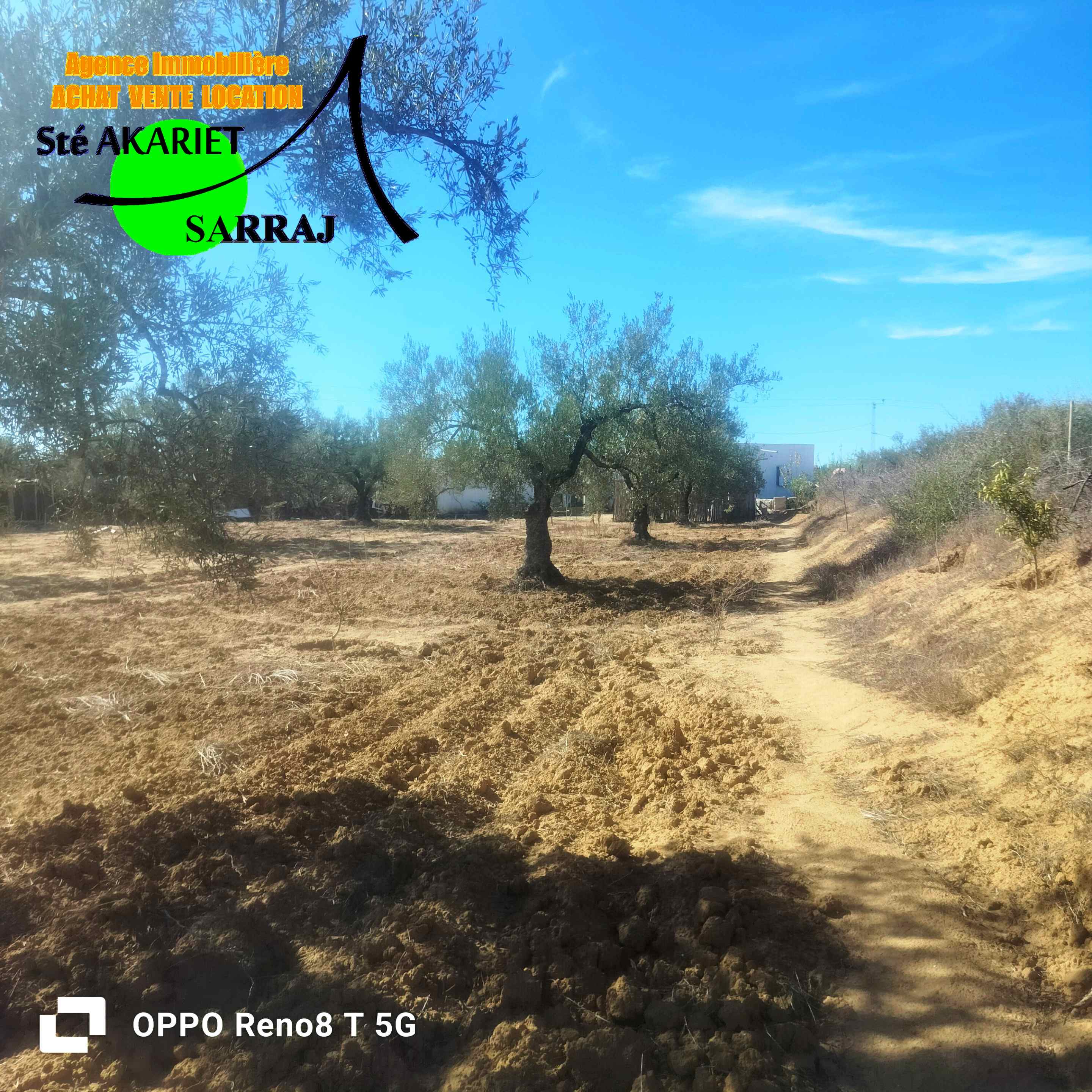 Kalaa Essghira Oued Laya Terrain Terrain agricole Senia cltur 3300m  kalaa sghira oued laya