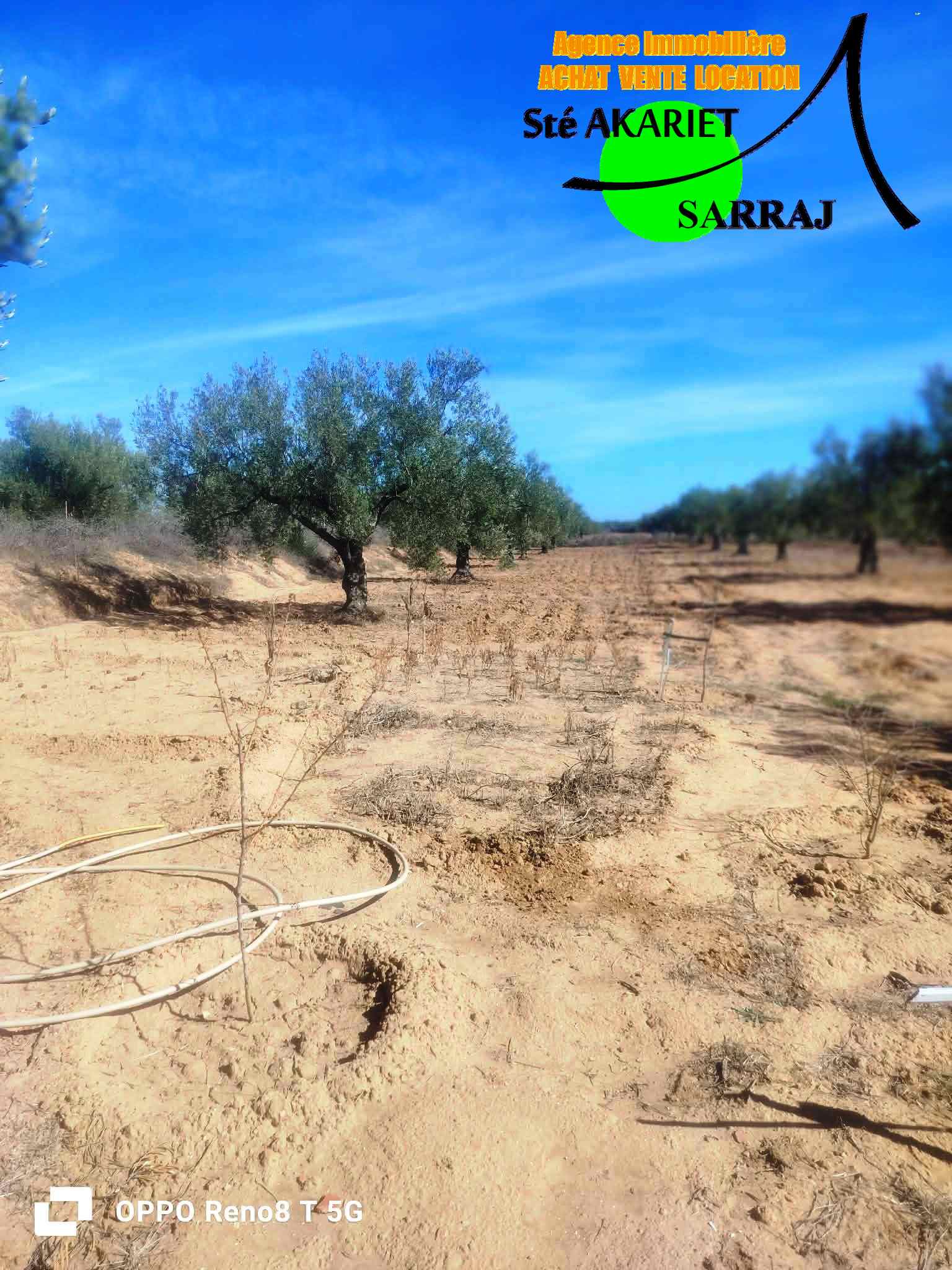 Kalaa Essghira Oued Laya Terrain Terrain agricole Senia cltur 3300m  kalaa sghira oued laya