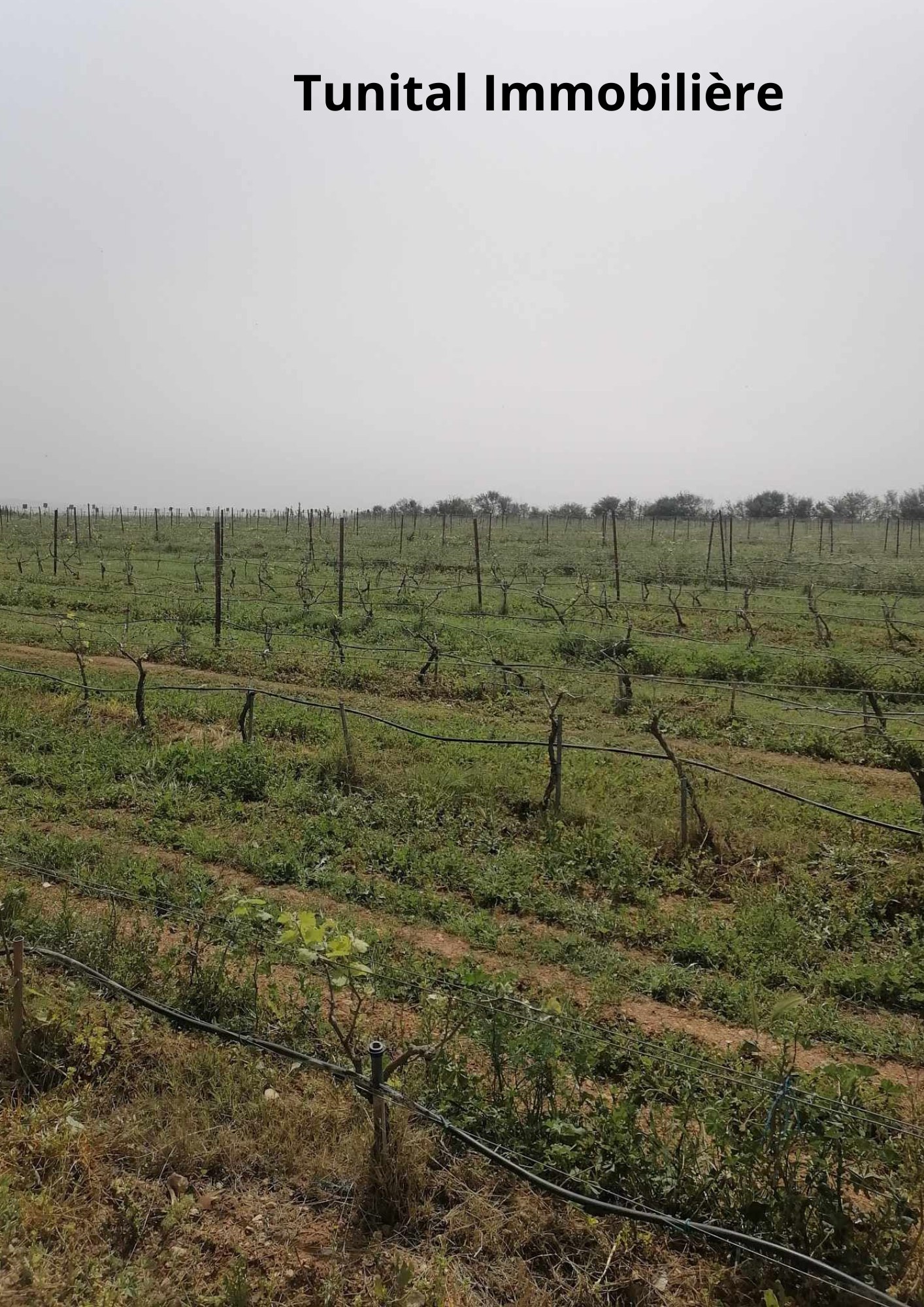 Borj El Amri Borj El Amri Terrain Terrain nu Ferme  manouba