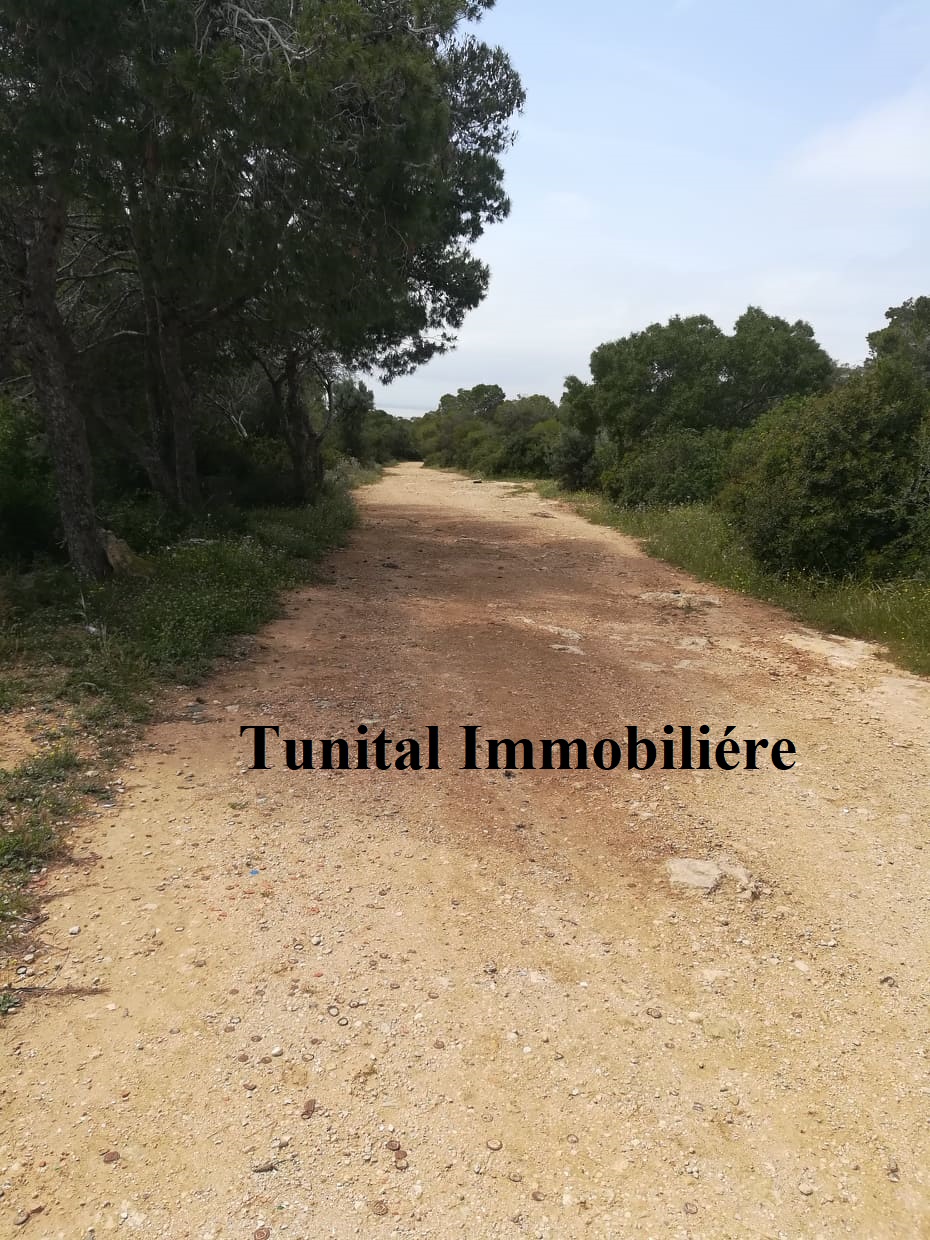 La Marsa&nbsp;Cite El Khalil&nbsp;Terrain&nbsp;Terrain nu&nbsp;Terrain vue panoramique