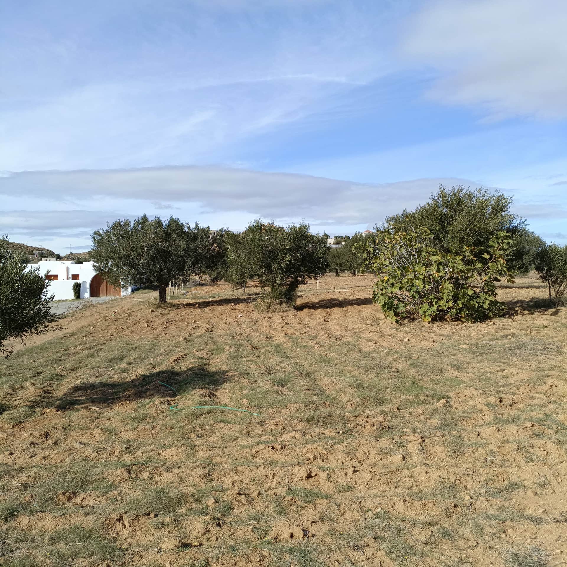 Hammamet Hammamet Terrain Terrain nu Av beau terrain 1000m  monchar hammamet sud