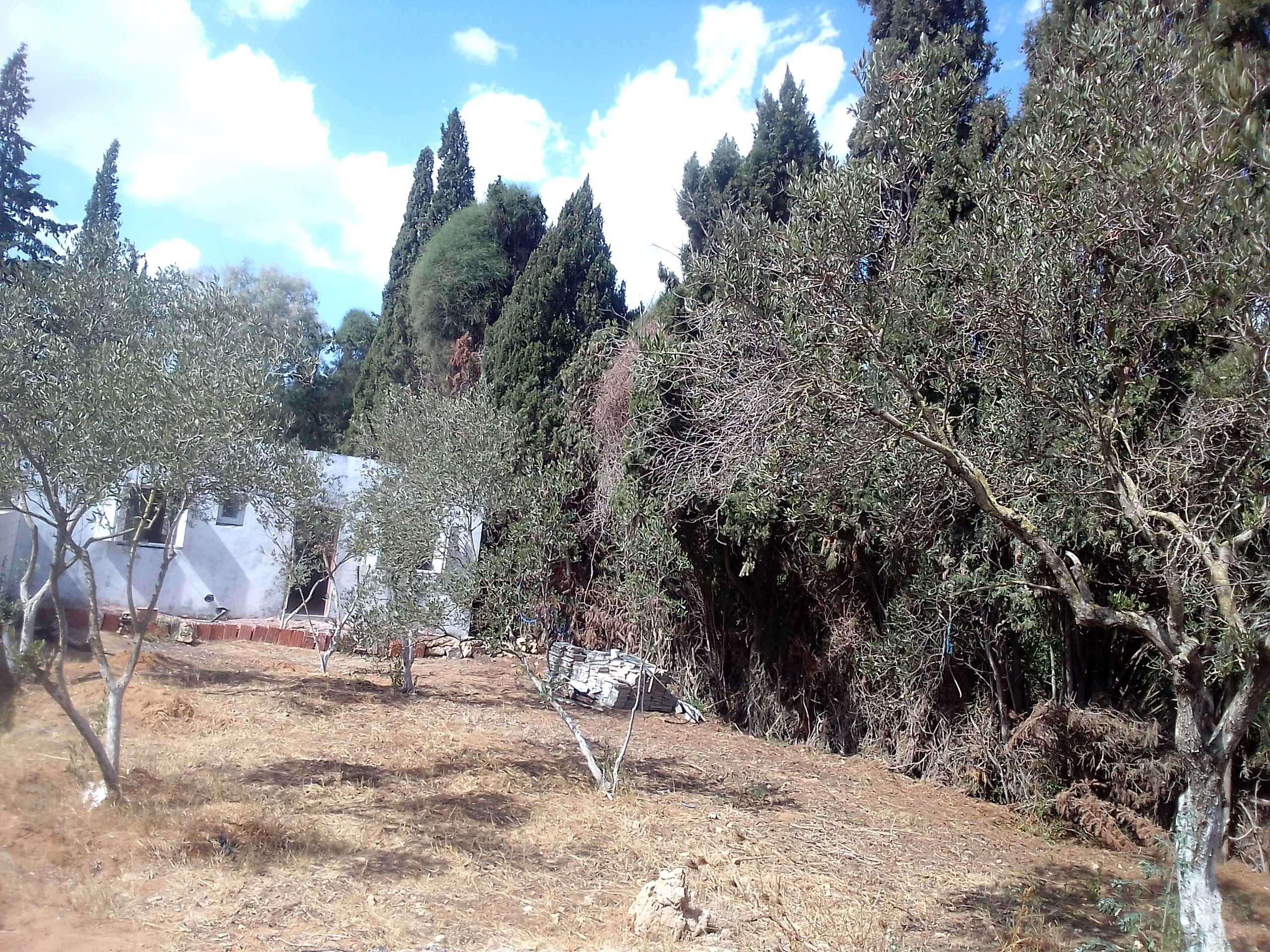 Ras Jebel Cite Kaa El Ballout Vente Maisons Terrain  maison ras jbal