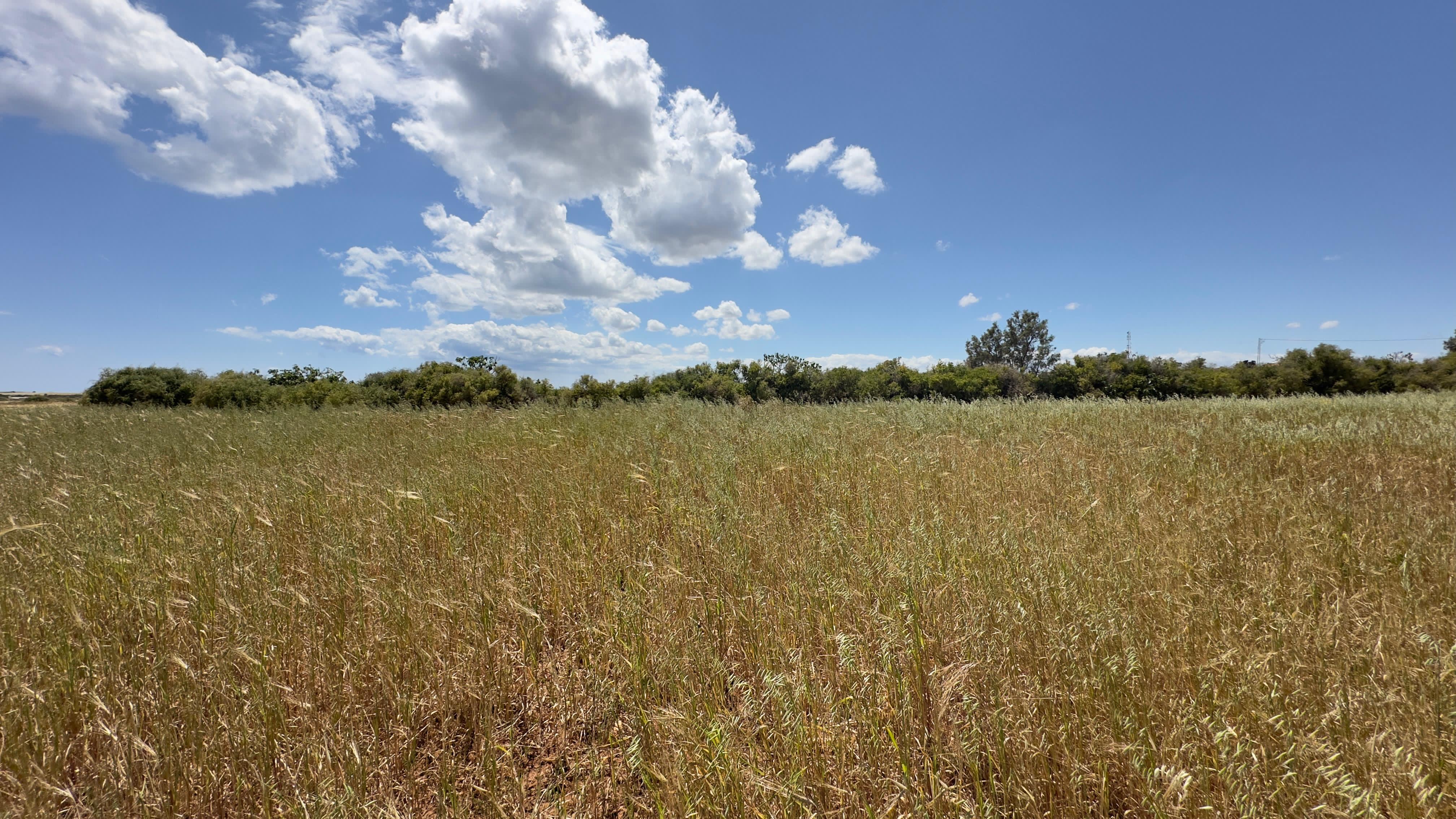 Menzel Temime Chatt Ezzouhour Terrain Terrain agricole Terrain  chatt ezzouhour