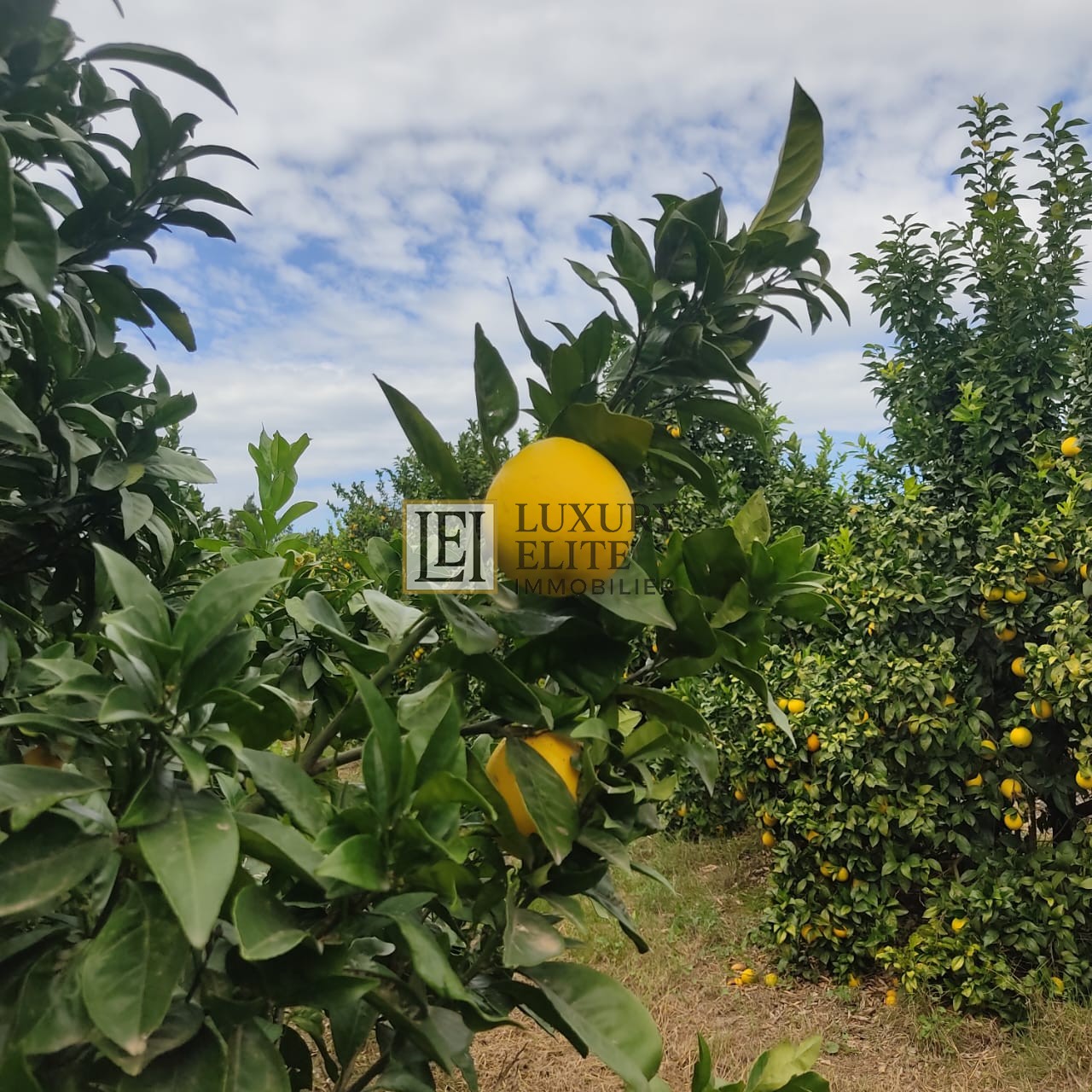 Takelsa&nbsp;Sidi Issa&nbsp;Terrain&nbsp;Terrain agricole&nbsp;Une belle ferme � takelsa