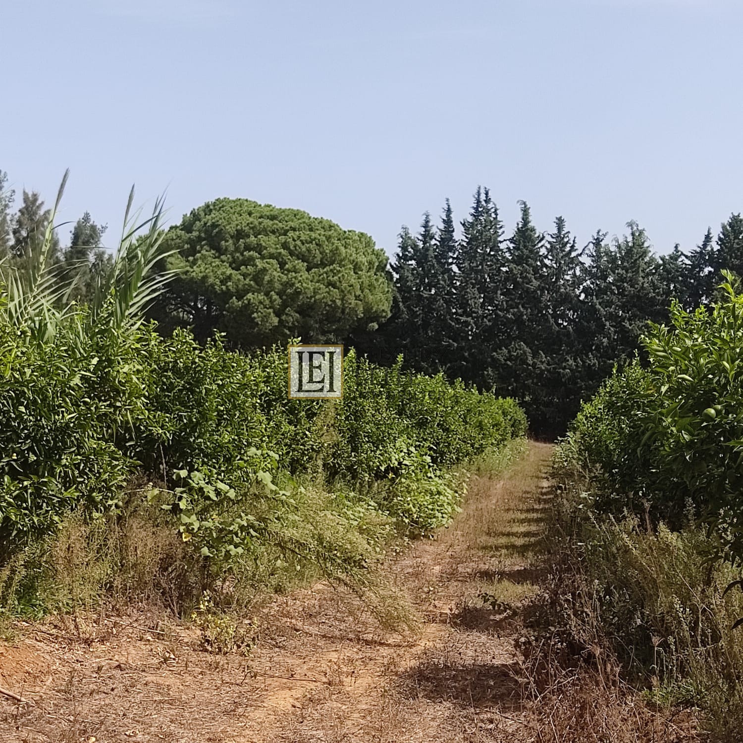 Takelsa&nbsp;Sidi Issa&nbsp;Terrain&nbsp;Terrain agricole&nbsp;Une belle ferme � takelsa