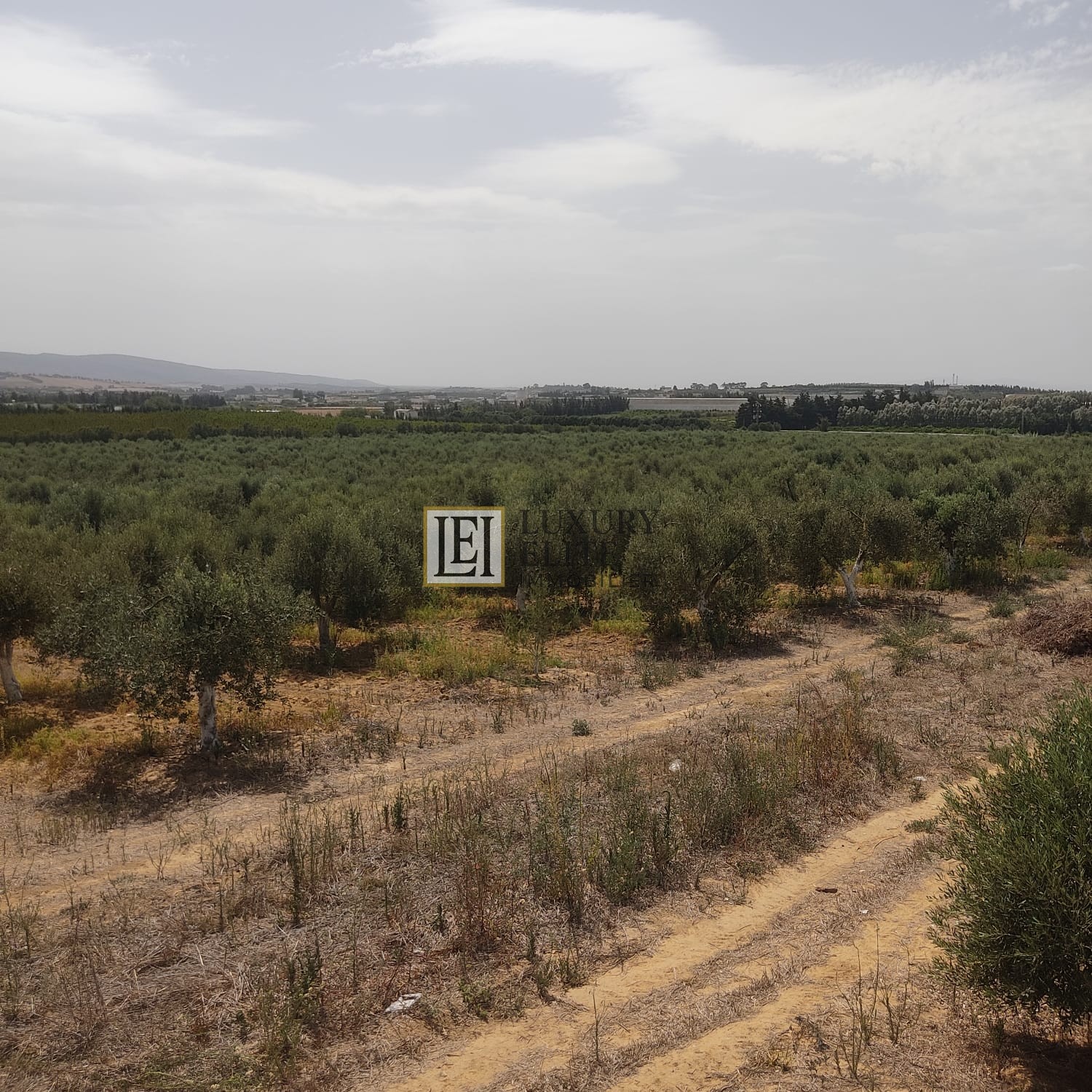 Takelsa Sidi Issa Terrain Terrain agricole Projet agricole 15 hecrtares takelsa