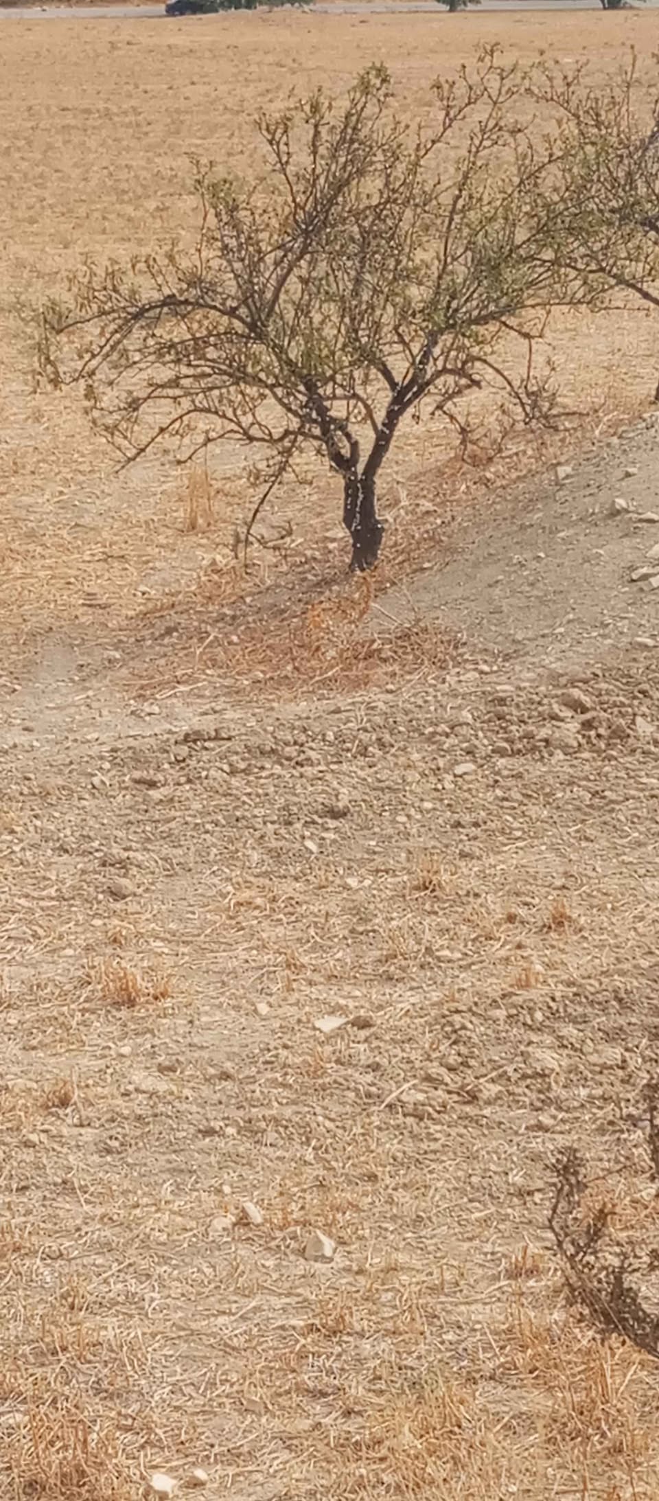 Mejez El Bab&nbsp;Sidi Mediene&nbsp;Terrain&nbsp;Terrain agricole&nbsp;Terrain au bord de route