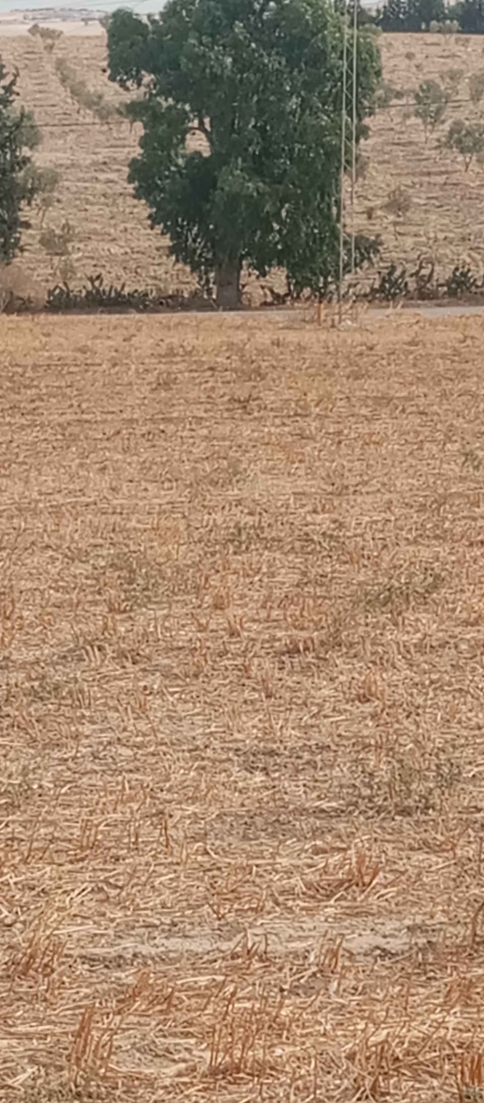 Terrain Terrain agricole