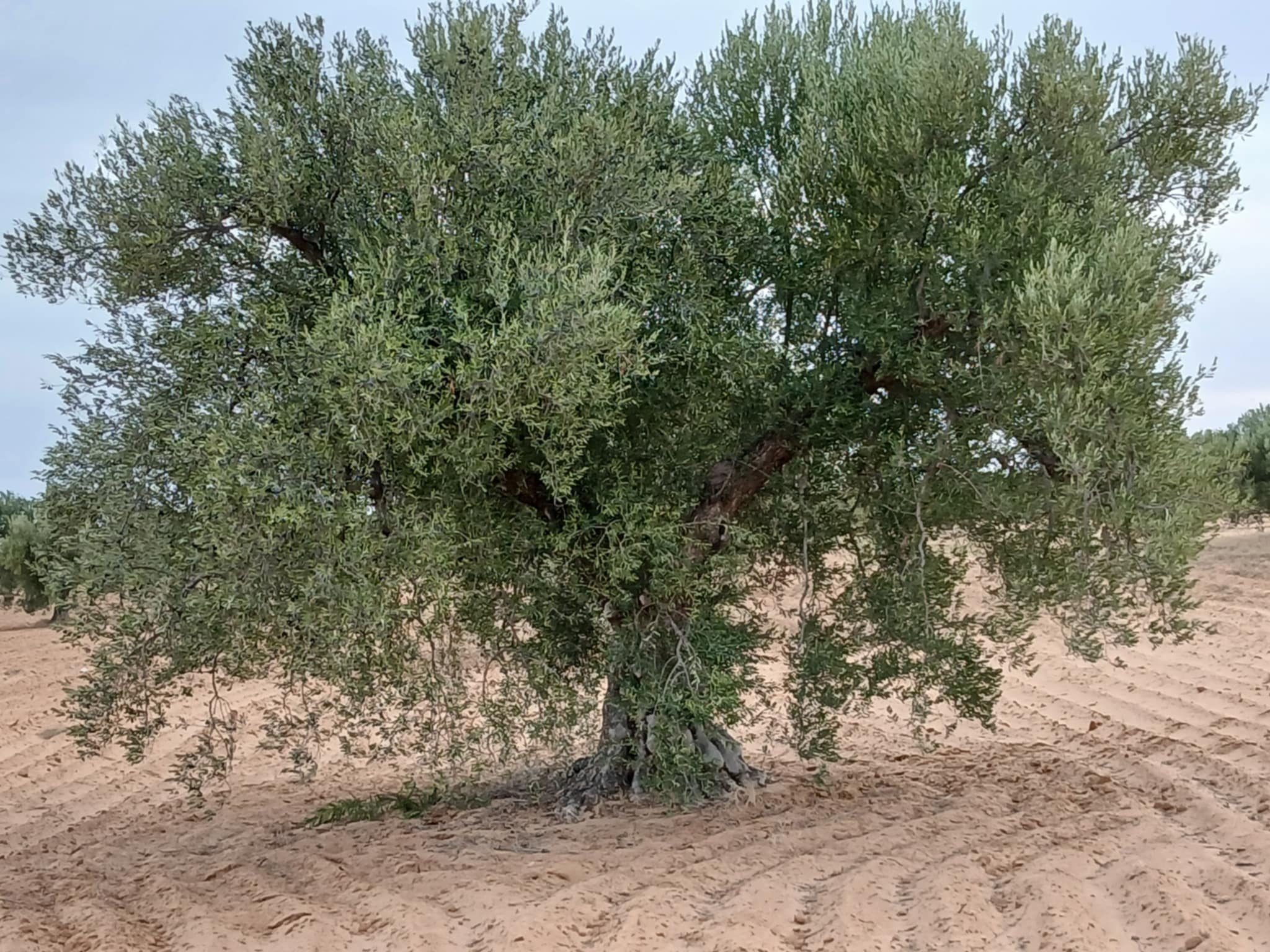 Terrain Terrain agricole