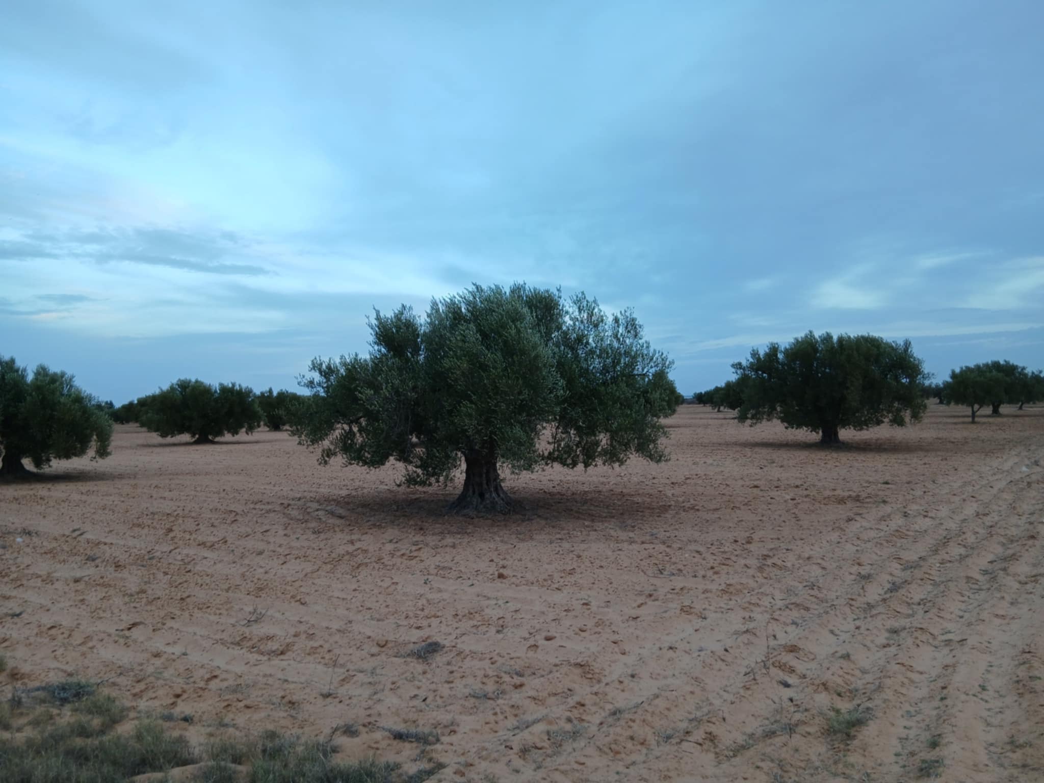 Sfax Sud Sidi Abbes Terrain Terrain agricole Terrain agricole  sfax