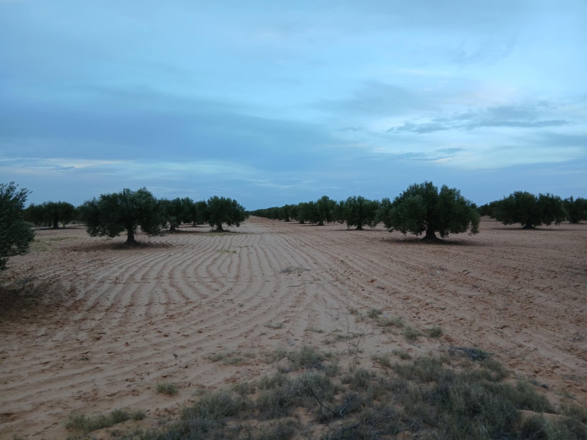Sfax Sud Sidi Abbes Terrain Terrain agricole Terrain agricole  sfax