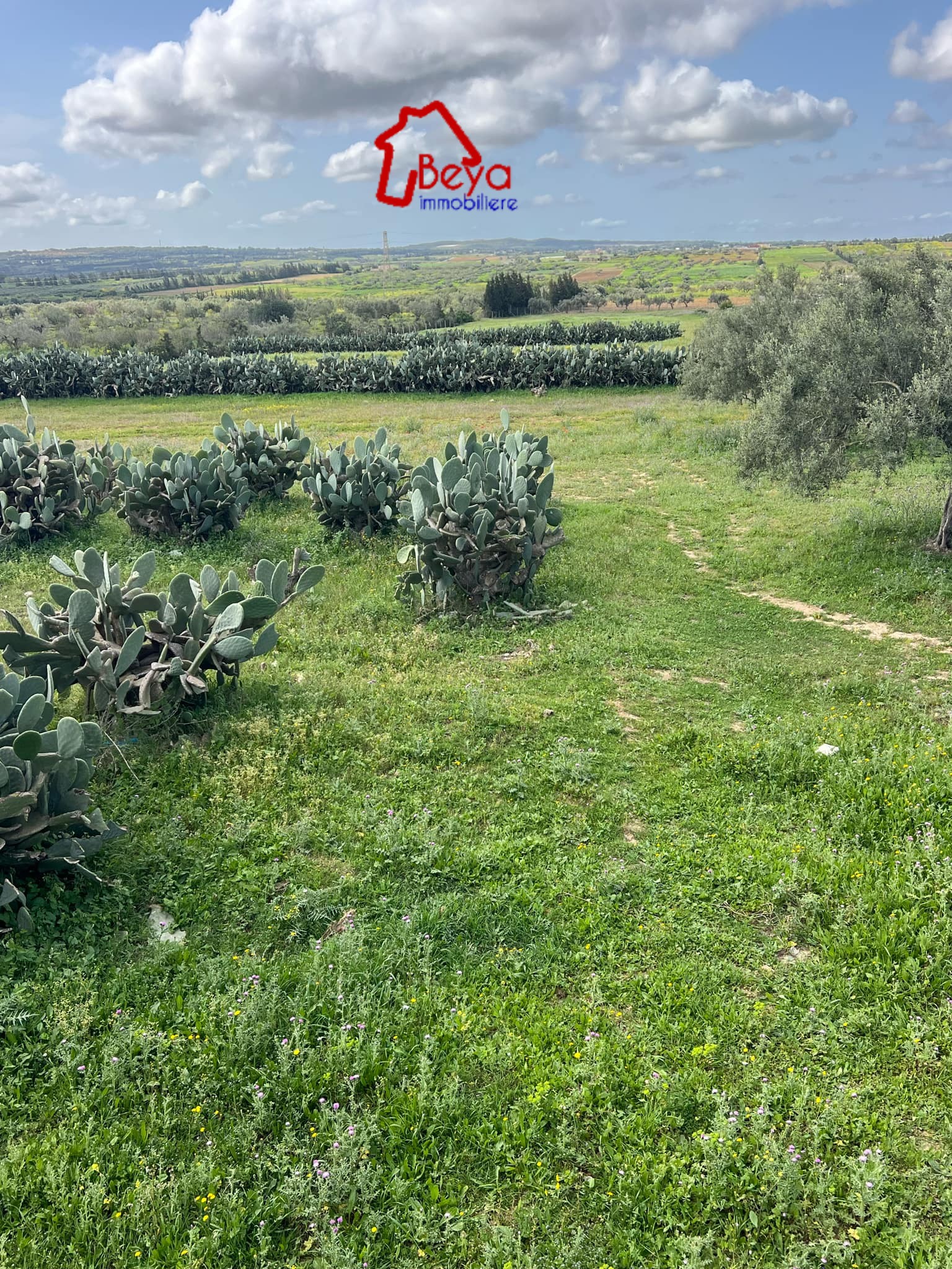 Terrain Terrain agricole