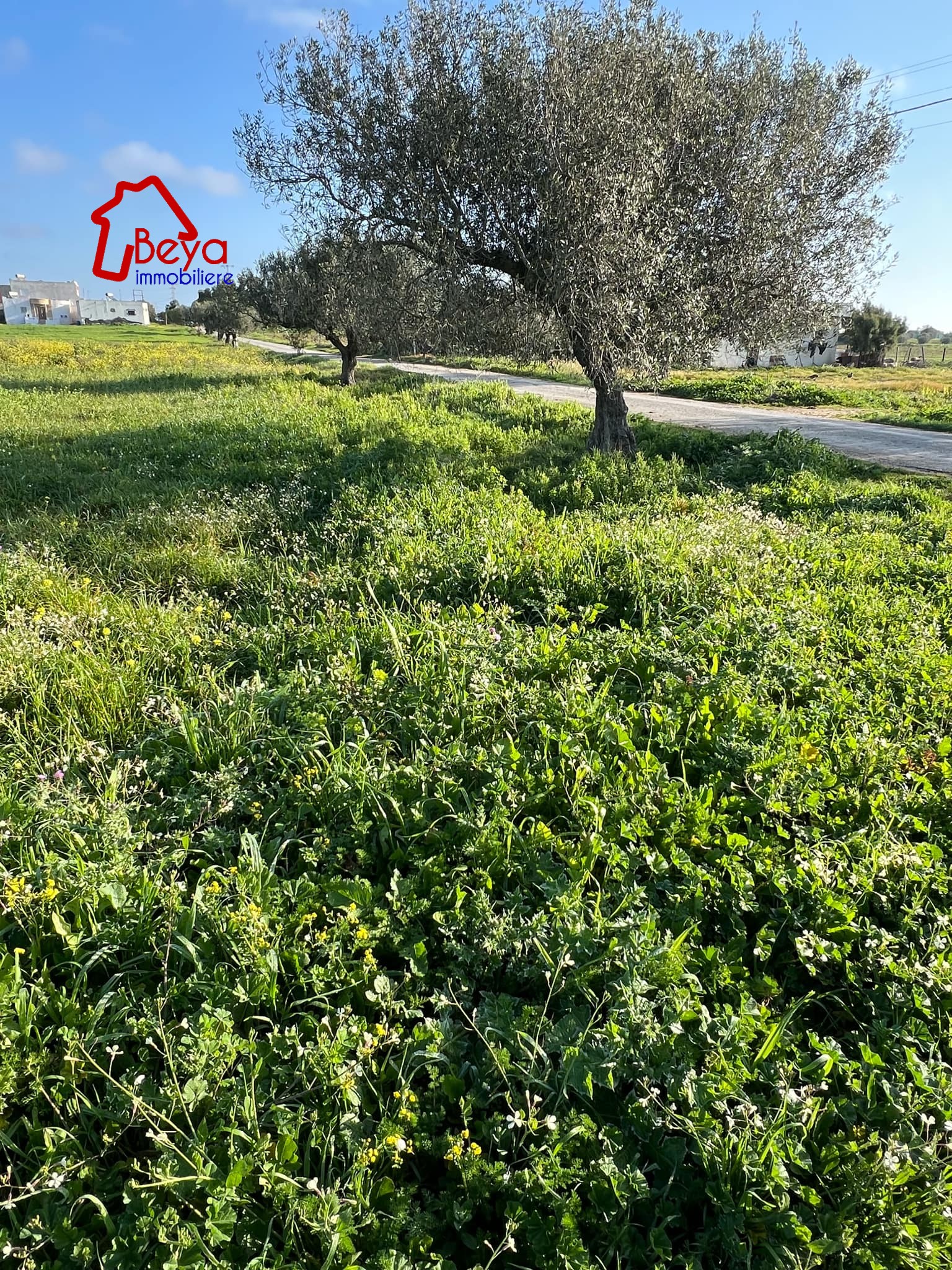 Terrain Terrain agricole