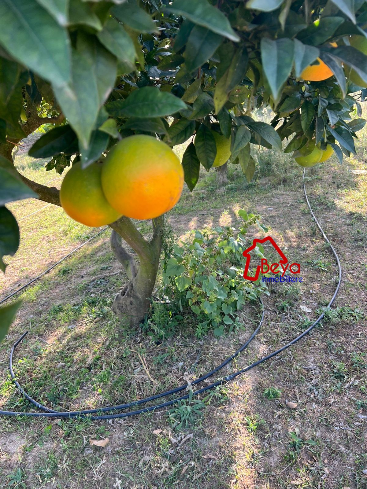 Terrain Terrain agricole