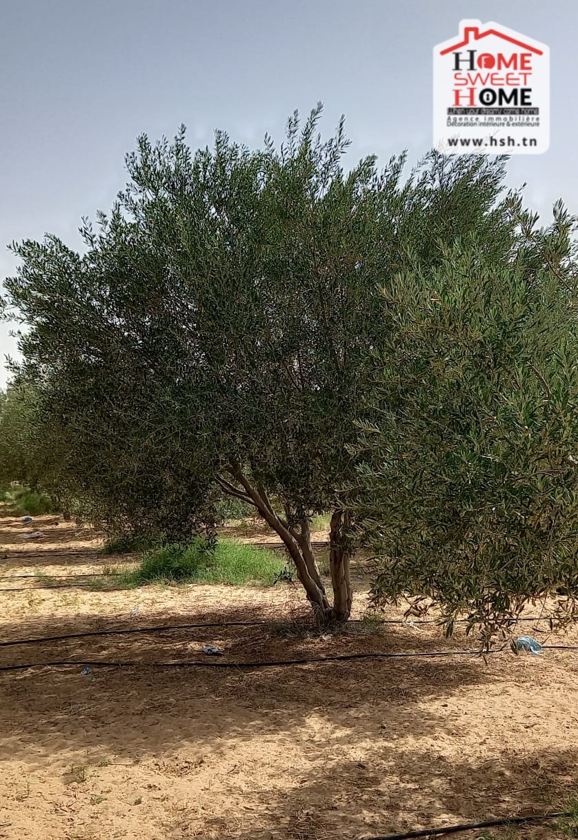Gafsa Nord&nbsp;Echabiba&nbsp;Terrain&nbsp;Terrain agricole&nbsp;Terrain agricole essaei � gafsa