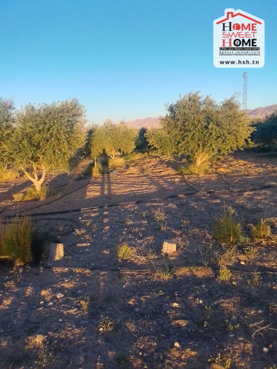 Gafsa Nord&nbsp;Echabiba&nbsp;Terrain&nbsp;Terrain agricole&nbsp;Terrain agricole essaei � gafsa